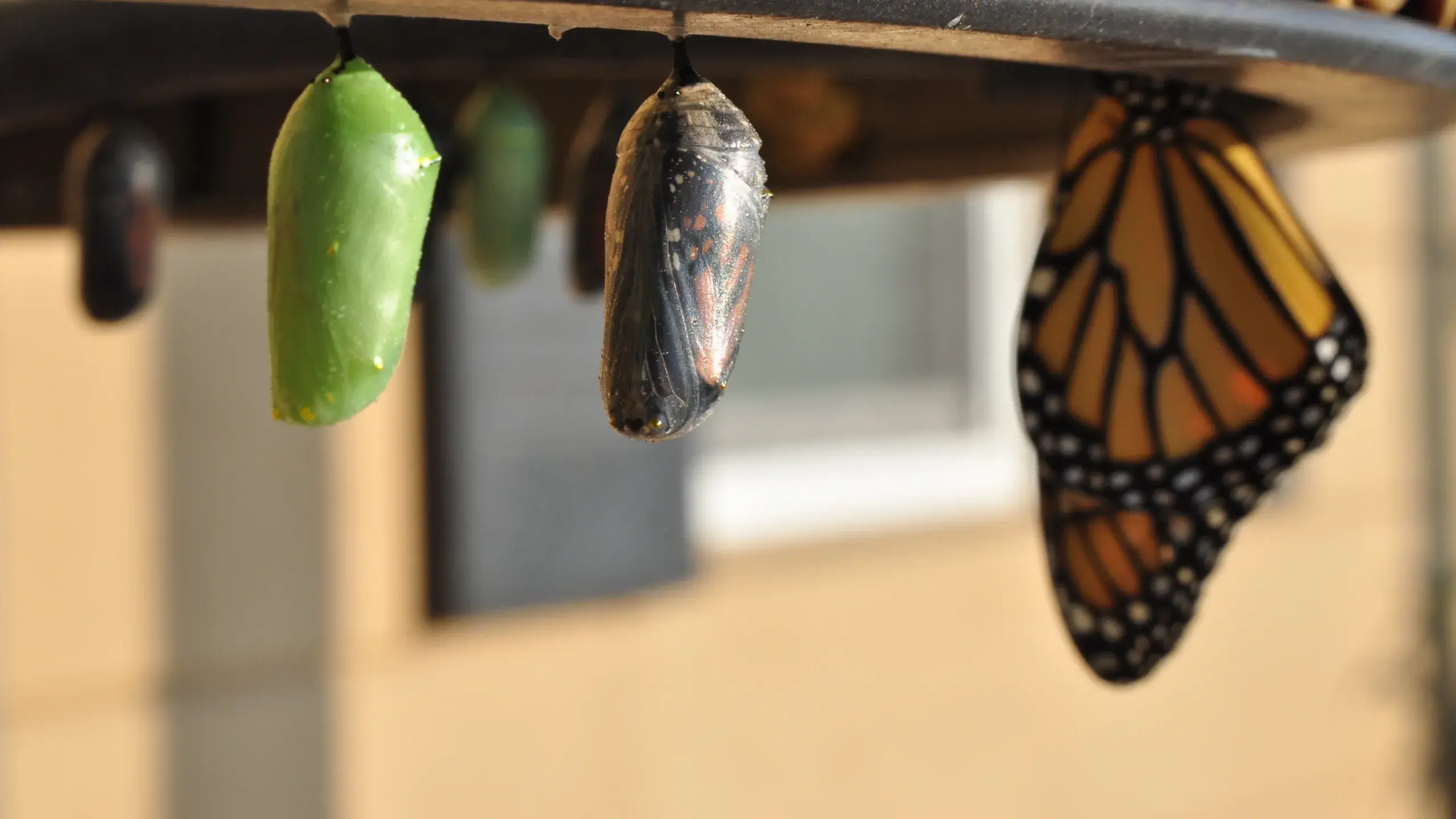 Medicaid Metamorphosis: Transforming Toward a Modular Future